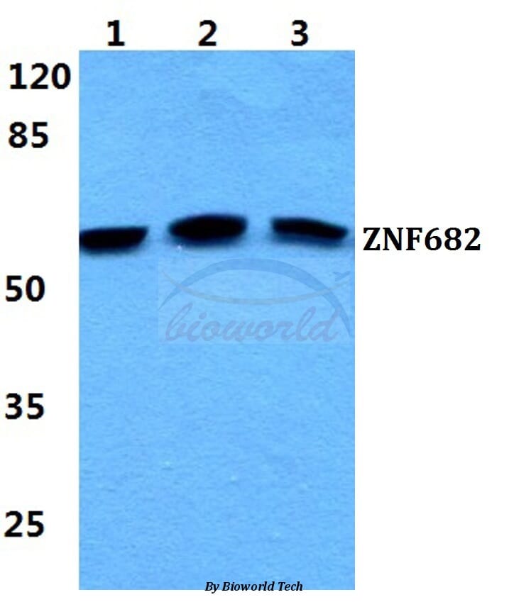 完成品確認ページ 】むー様 純正買蔵 - clinicaviterbo.com.br