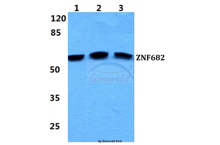 Anti-ZNF682 Antibody from Bioworld Technology (BS5981) - Antibodies.com