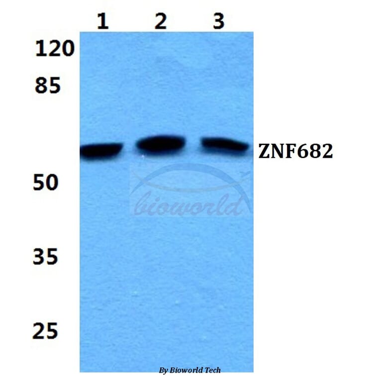 Anti-ZNF682 Antibody from Bioworld Technology (BS5981) - Antibodies.com