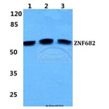 Anti-ZNF682 Antibody from Bioworld Technology (BS5981) - Antibodies.com