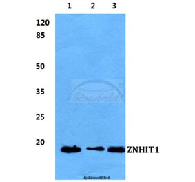 Anti-ZNHIT1 Antibody from Bioworld Technology (BS5982) - Antibodies.com