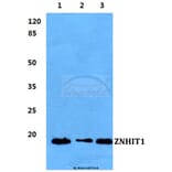 Anti-ZNHIT1 Antibody from Bioworld Technology (BS5982) - Antibodies.com