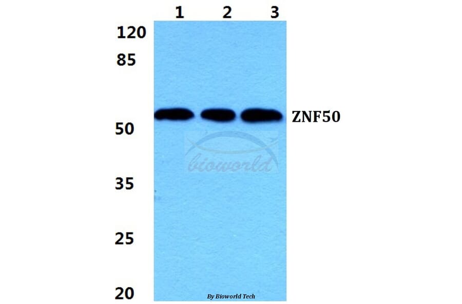 Anti-ZNF50 Antibody from Bioworld Technology (BS5985) - Antibodies.com