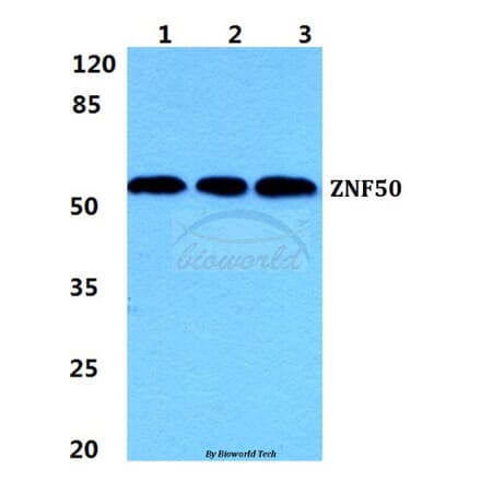 Anti-ZNF50 Antibody from Bioworld Technology (BS5985) - Antibodies.com