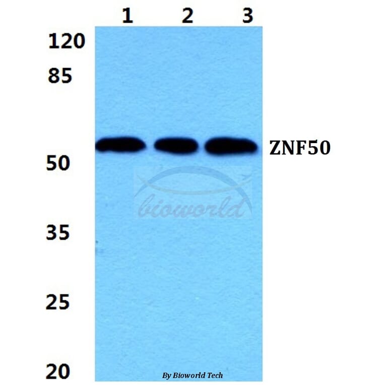 Anti-ZNF50 Antibody from Bioworld Technology (BS5985) - Antibodies.com