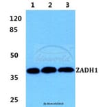 Anti-ZADH1 Antibody from Bioworld Technology (BS5987) - Antibodies.com
