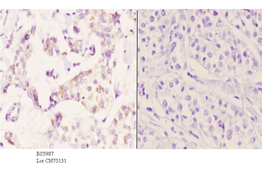 Anti-ZADH1 Antibody from Bioworld Technology (BS5987) - Antibodies.com