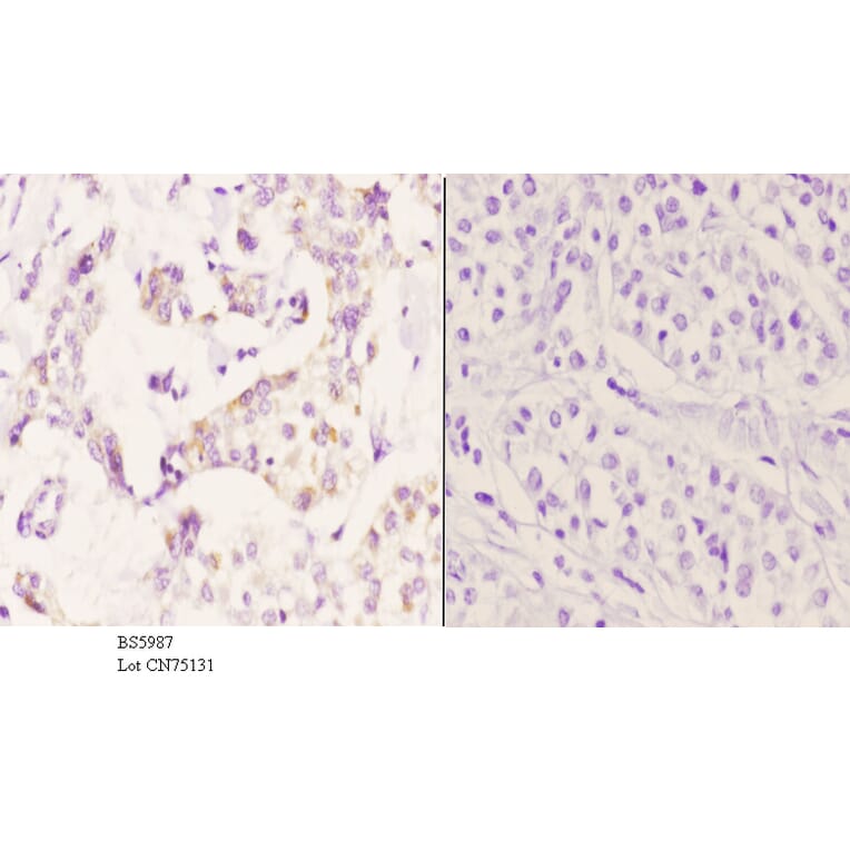 Anti-ZADH1 Antibody from Bioworld Technology (BS5987) - Antibodies.com