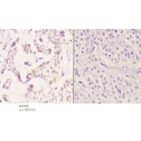 Anti-ZADH1 Antibody from Bioworld Technology (BS5987) - Antibodies.com