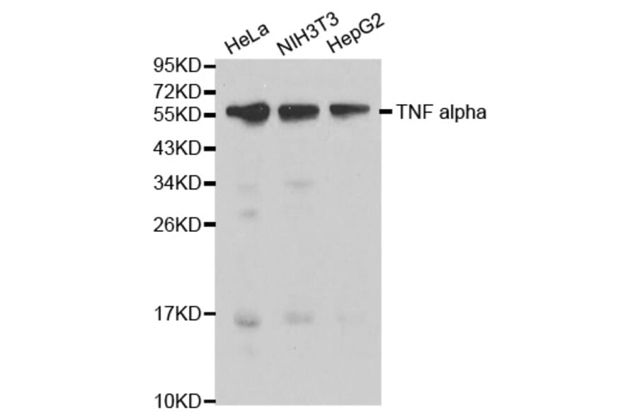 Anti-TNF-α Antibody from Bioworld Technology (BS6000) - Antibodies.com
