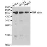 Anti-TNF-α Antibody from Bioworld Technology (BS6000) - Antibodies.com