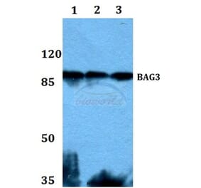 Anti-Bag-3 Antibody from Bioworld Technology (BS60002) - Antibodies.com