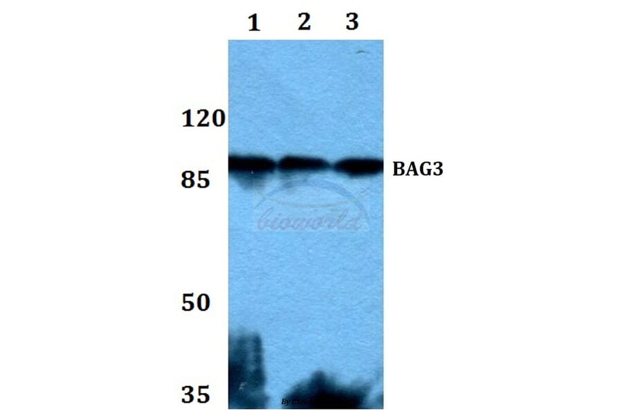 Anti-Bag-3 Antibody from Bioworld Technology (BS60002) - Antibodies.com