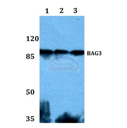 Anti-Bag-3 Antibody from Bioworld Technology (BS60002) - Antibodies.com