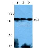 Anti-Bag-3 Antibody from Bioworld Technology (BS60002) - Antibodies.com