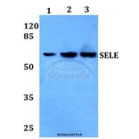 Anti-E-Selectin Antibody from Bioworld Technology (BS60008) - Antibodies.com