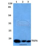Anti-TGFα Antibody from Bioworld Technology (BS60009) - Antibodies.com