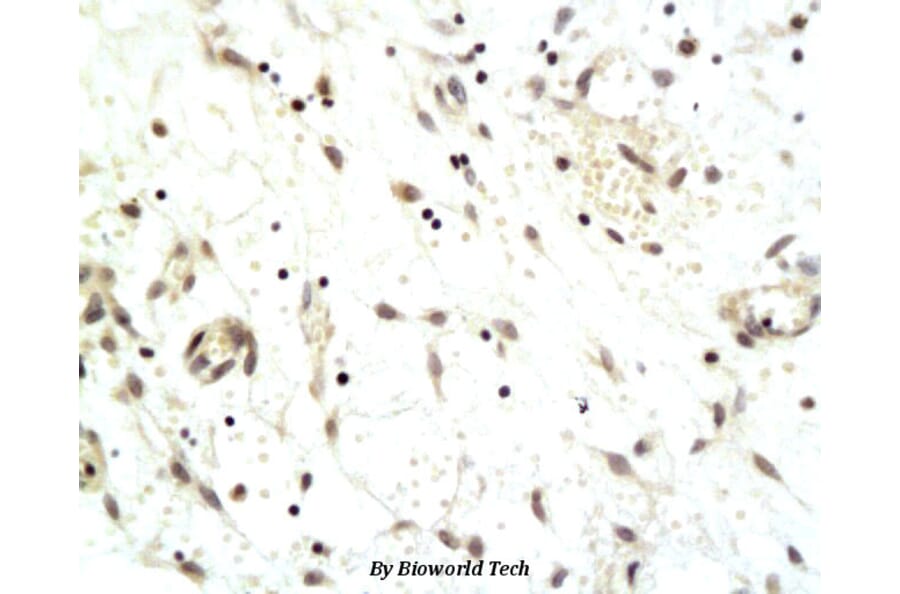 Anti-CDCA8 Antibody from Bioworld Technology (BS6001) - Antibodies.com