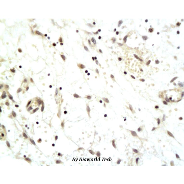 Anti-CDCA8 Antibody from Bioworld Technology (BS6001) - Antibodies.com