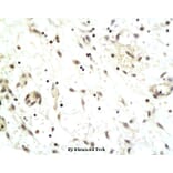 Anti-CDCA8 Antibody from Bioworld Technology (BS6001) - Antibodies.com