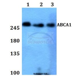 Anti-ABCA1 Antibody from Bioworld Technology (BS60011) - Antibodies.com