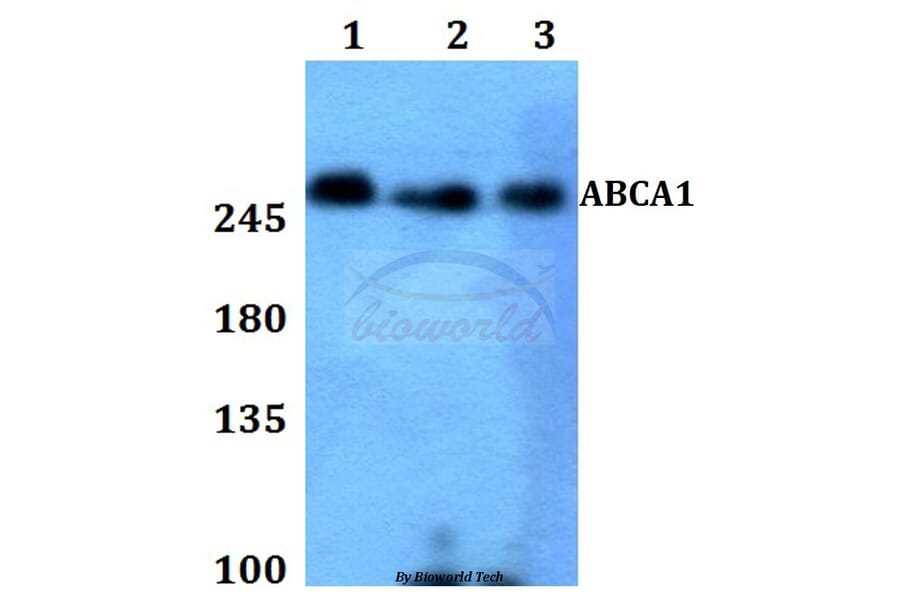 Anti-ABCA1 Antibody from Bioworld Technology (BS60011) - Antibodies.com