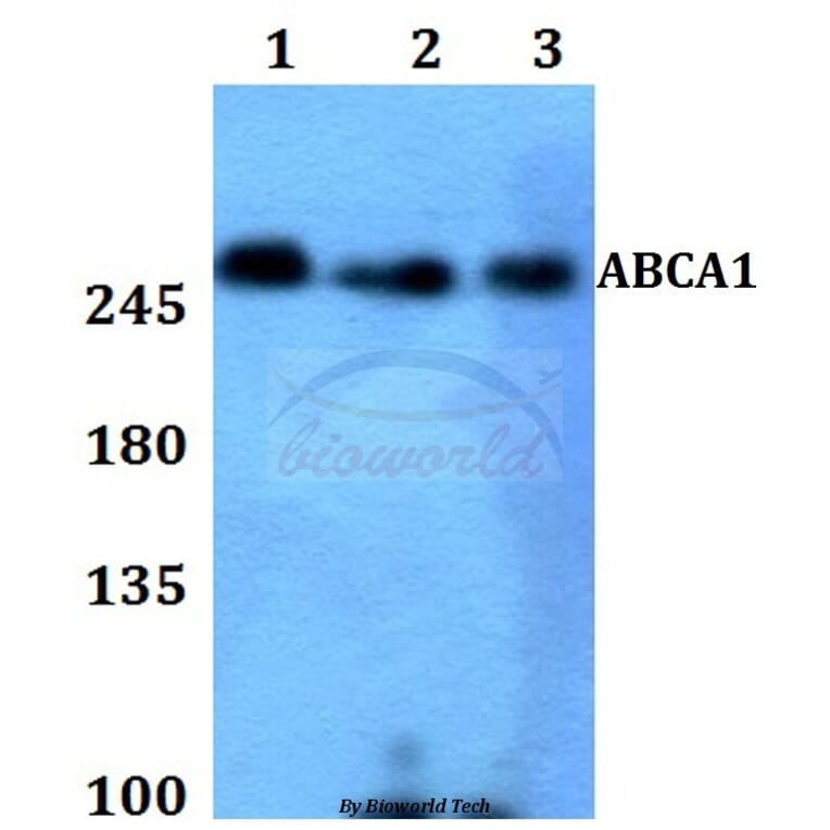 Anti-ABCA1 Antibody from Bioworld Technology (BS60011) - Antibodies.com