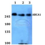 Anti-ABCA1 Antibody from Bioworld Technology (BS60011) - Antibodies.com