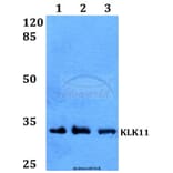 Anti-KLK11 Antibody from Bioworld Technology (BS60012) - Antibodies.com