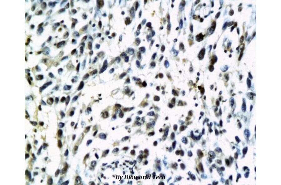 Anti-S100B Antibody from Bioworld Technology (BS6002) - Antibodies.com