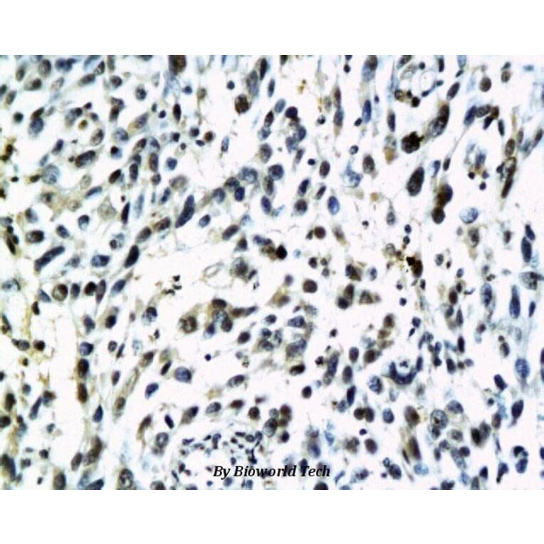 Anti-S100B Antibody from Bioworld Technology (BS6002) - Antibodies.com