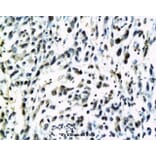 Anti-S100B Antibody from Bioworld Technology (BS6002) - Antibodies.com