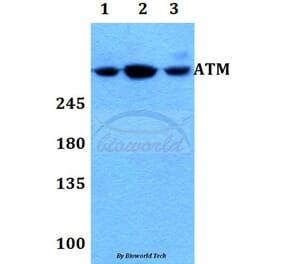 Anti-ATM Antibody from Bioworld Technology (BS60023) - Antibodies.com