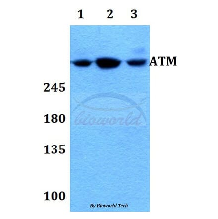 Anti-ATM Antibody from Bioworld Technology (BS60023) - Antibodies.com