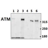 Anti-ATM Antibody from Bioworld Technology (BS60023) - Antibodies.com
