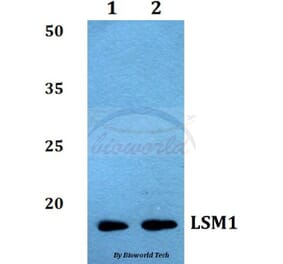 Anti-LSM1 Antibody from Bioworld Technology (BS60034) - Antibodies.com