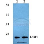 Anti-LSM1 Antibody from Bioworld Technology (BS60034) - Antibodies.com