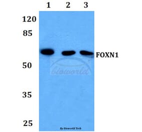 Anti-FOXN1 Antibody from Bioworld Technology (BS60036) - Antibodies.com