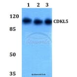 Anti-CDKL5 Antibody from Bioworld Technology (BS60038) - Antibodies.com