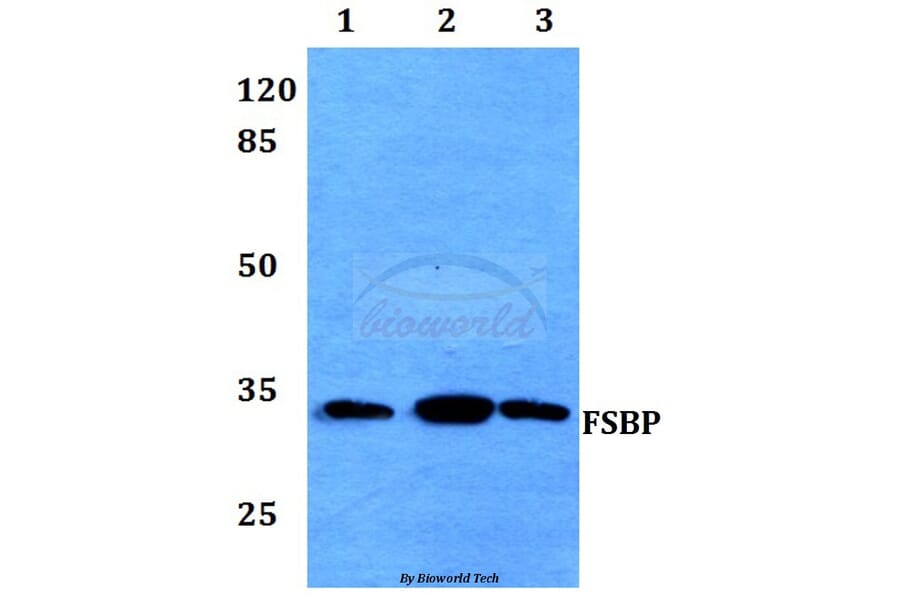 Anti-FSBP Antibody from Bioworld Technology (BS60039) - Antibodies.com