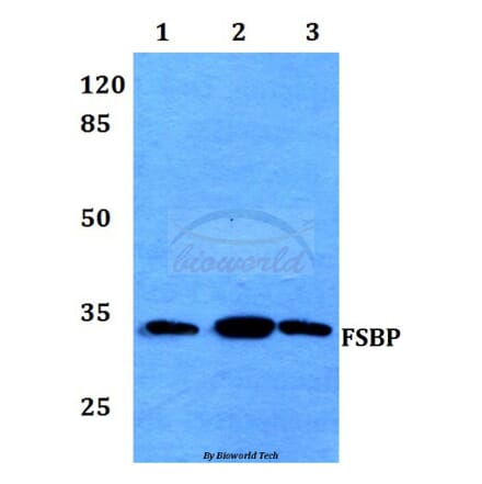 Anti-FSBP Antibody from Bioworld Technology (BS60039) - Antibodies.com