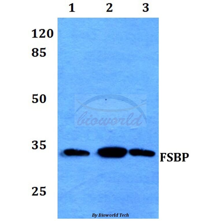 Anti-FSBP Antibody from Bioworld Technology (BS60039) - Antibodies.com