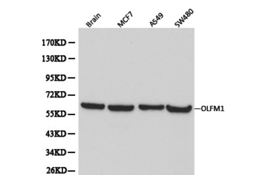 Anti-OLFM1 Antibody from Bioworld Technology (BS6004) - Antibodies.com