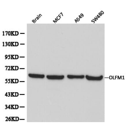 Anti-OLFM1 Antibody from Bioworld Technology (BS6004) - Antibodies.com