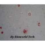 Anti-OLFM1 Antibody from Bioworld Technology (BS6004) - Antibodies.com