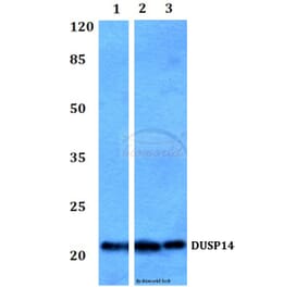 Anti-DUSP14 Antibody from Bioworld Technology (BS60040) - Antibodies.com