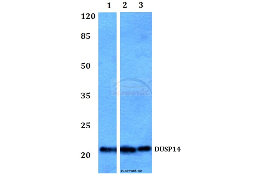 Anti-DUSP14 Antibody from Bioworld Technology (BS60040) - Antibodies.com