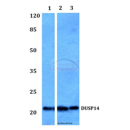 Anti-DUSP14 Antibody from Bioworld Technology (BS60040) - Antibodies.com