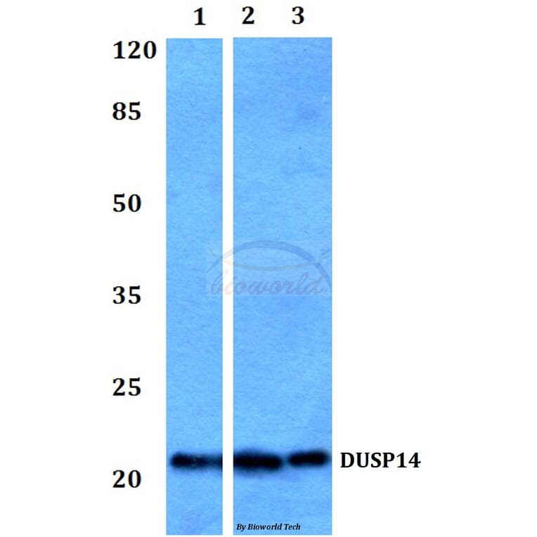Anti-DUSP14 Antibody from Bioworld Technology (BS60040) - Antibodies.com