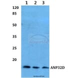 Anti-ANP32D Antibody from Bioworld Technology (BS60041) - Antibodies.com